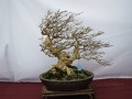 IMG_6039A