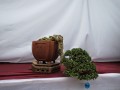 IMG_6038A