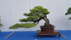 bci_2017_15
