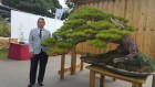 Bonsai Đài Loan 2017 (BCI) Phần 1