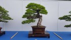 bci_2017_13