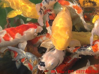 Cá Koi Nhật Bản