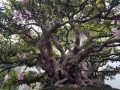 do_quyen_4_1