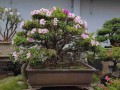 do_quyen_1_1