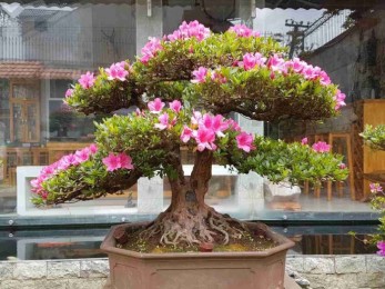 Giới thiệu một số hình ảnh Đỗ Quyên Bonsai của Đà Lạt của Tiến sĩ Dương Qúy Sỹ