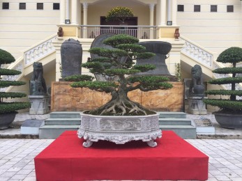 Trưng bày Cây cảnh Nghệ Thuật CLB Hoàng Long - Thanh Hóa 2017