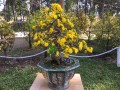 MAI_VANG_26