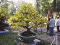 MAI_VANG_5