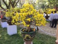 MAI_VANG_12