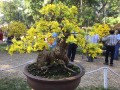 MAI_VANG_19