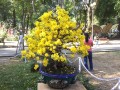 MAI_VANG_4