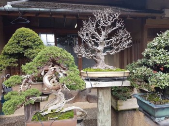 Một số tác phẩm Bonsai của Nhật Bản