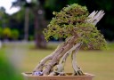 thongdennhatban_71