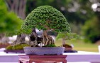 thongdennhatban_77