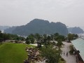 cay_thong_san_vuon_10