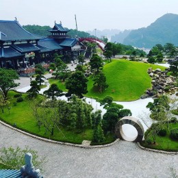 Thông Tùng sử dụng trang trí sân vườn