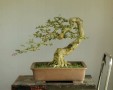 linh_sam_tran_thang_8