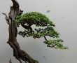 linh_sam_tran_thang_3