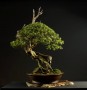 linh_sam_tran_thang_2