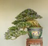 linh_sam_tran_thang_6