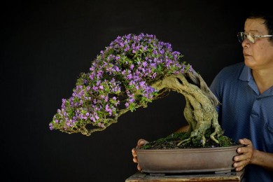 Một số tác phẩm Bonsai của Chú Trần Thắng ( Thắng đổ)