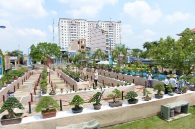 Triển lãm Bonsai Tân Phú phần 1
