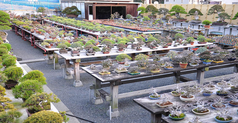 vuon bonsai nhat