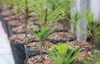 Cây giống thông đen Nhật Bản