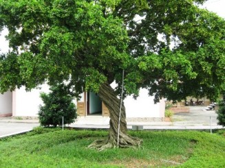 Cây nguyệt quế hơn 10 tỷ không bán