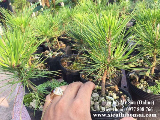 Thông đen Nhật Bản Black pine