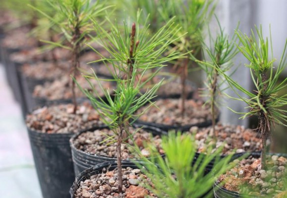 Cây giống thông đen Nhật Bản