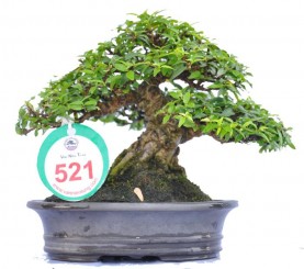 Danh sách tác phẩm đạt giải do các Nghệ Nhân Quốc Tế chấm thi (Bonsai mini)