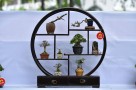 BONSAI_MINI