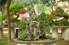 tieu_canh_3