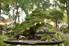 tieu_canh_4