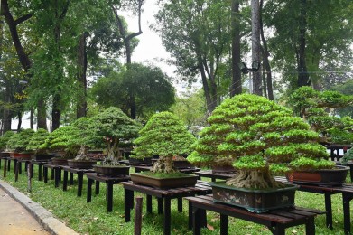 Hội hoa xuân tao đàn 2018 Phần 2