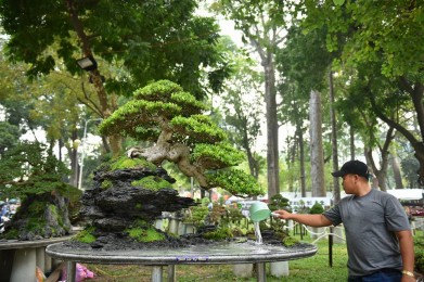 Tiểu cảnh - Non bộ trong hội hoa xuân tao đàn 2018