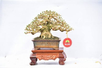 Hội hoa xuân tao đàn 2018 Phần 1