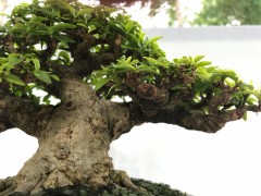 hội chợ và triển lãm Bonsai Gò Vấp 2022