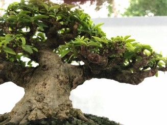 hội chợ và triển lãm Bonsai Gò Vấp 2022