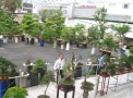 Triển lãm cây cảnh lần thứ nhất do Công Ty CP Vạn Niên Tùng tổ chức
