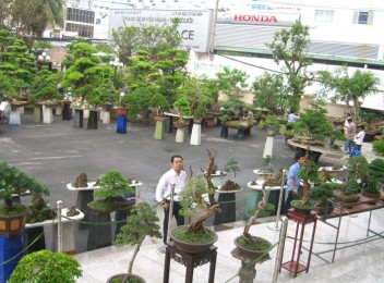 Triển lãm cây cảnh lần thứ nhất do Công Ty CP Vạn Niên Tùng tổ chức