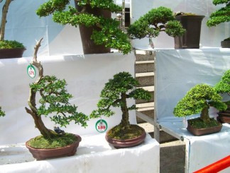 Danh sách tác phẩm đạt giải do các Nghệ Nhân Quốc Tế chấm thi (Bonsai Nhỏ)