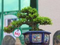 DSCN2540