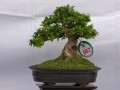 DSCN2511