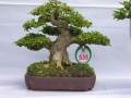 DSCN2536