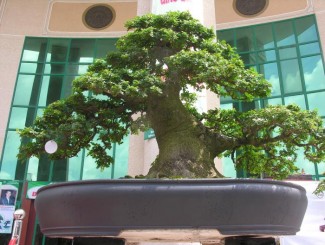 Danh sách tác phẩm đạt giải do các Nghệ Nhân Quốc Tế chấm thi (Bonsai Trung)