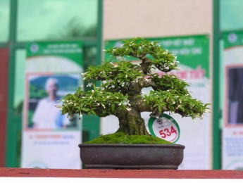 Hình ảnh Triển lãm cây cảnh lần thứ 2 do Công Ty CP Vạn Niên Tùng tổ chức (Phần 1)