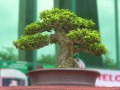 DSCN2586