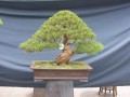 DSCN2713